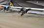 dogs22aug_0112