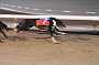 dogs22aug_0127
