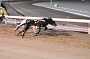 dogs22aug_0136
