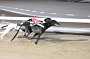 dogs22aug_0137