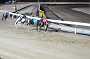 dogs22aug_0143