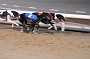 dogs22aug_0146