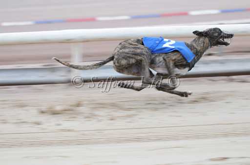 dogs23aug_0011.jpg