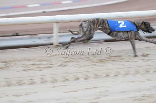 dogs23aug_0012.jpg