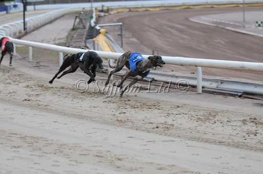 dogs23aug_0015.jpg