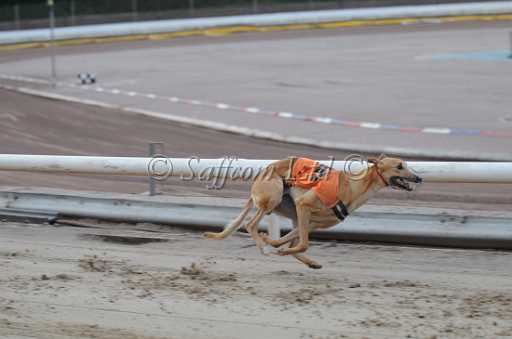 dogs23aug_0036.jpg