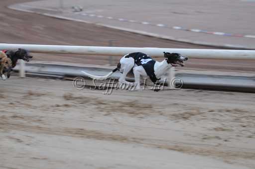 dogs23aug_0043.jpg