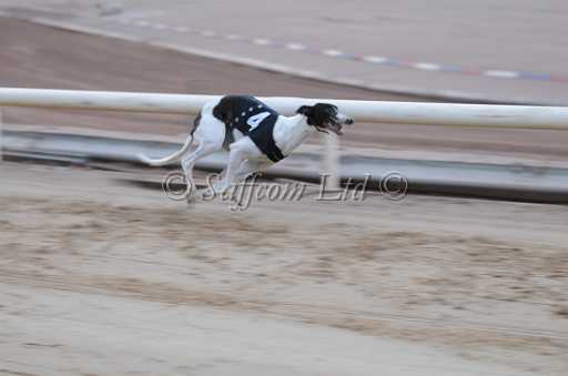 dogs23aug_0050.jpg
