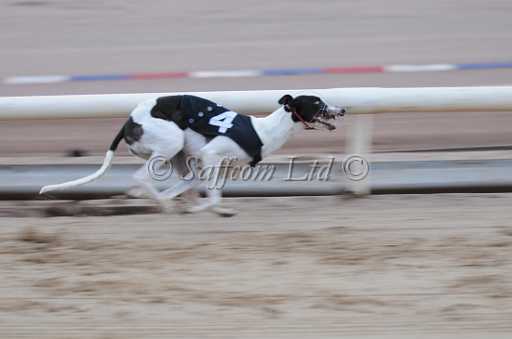 dogs23aug_0052.jpg