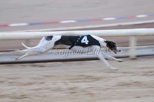 dogs23aug_0053.jpg