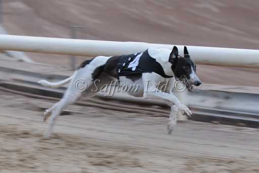 dogs23aug_0060.jpg