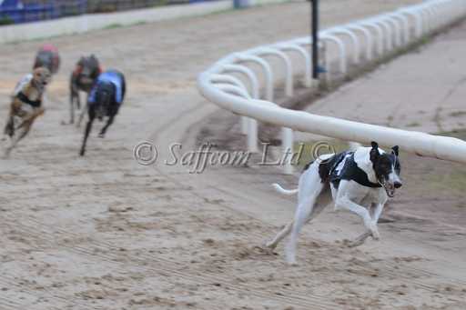 dogs23aug_0061.jpg