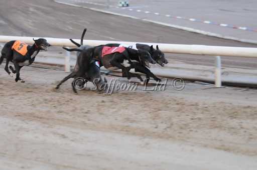 dogs23aug_0070.jpg