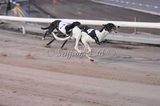 dogs23aug_0077.jpg