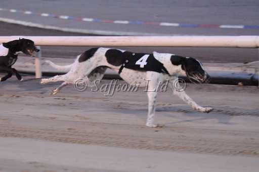dogs23aug_0078.jpg