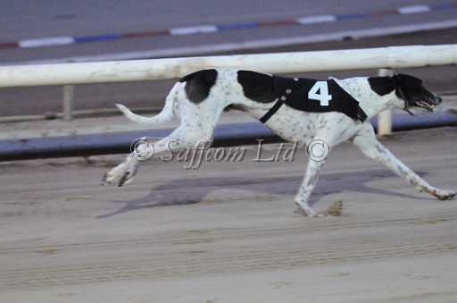 dogs23aug_0080.jpg