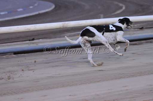 dogs23aug_0081.jpg