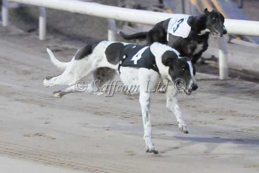 dogs23aug_0082.jpg