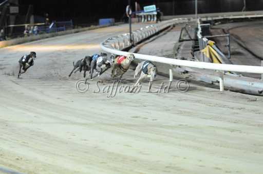 dogs23aug_0113.jpg