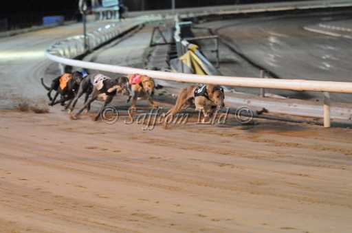 dogs23aug_0114.jpg