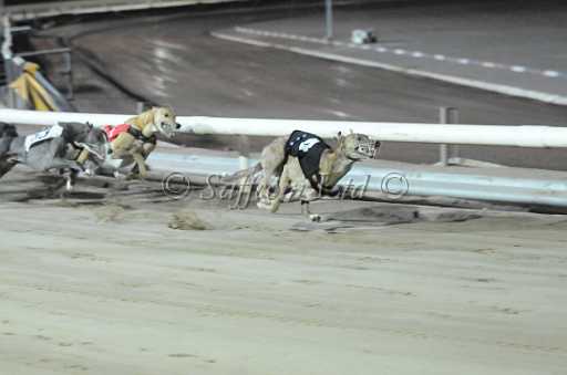 dogs23aug_0115.jpg