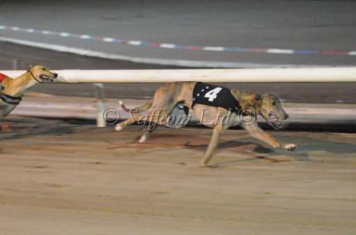 dogs23aug_0116.jpg