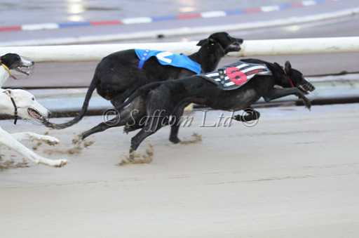 dogs23aug_0148.jpg