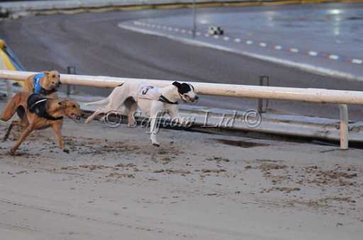 dogs23aug_0159.jpg