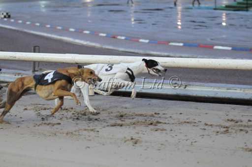 dogs23aug_0160.jpg