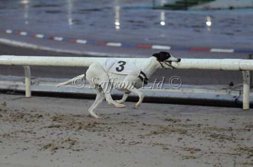dogs23aug_0169.jpg