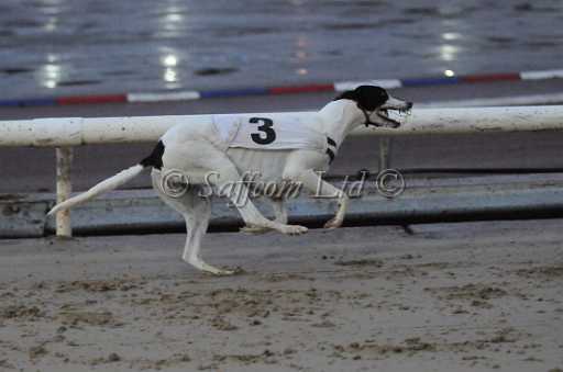 dogs23aug_0171.jpg