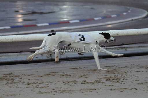 dogs23aug_0172.jpg