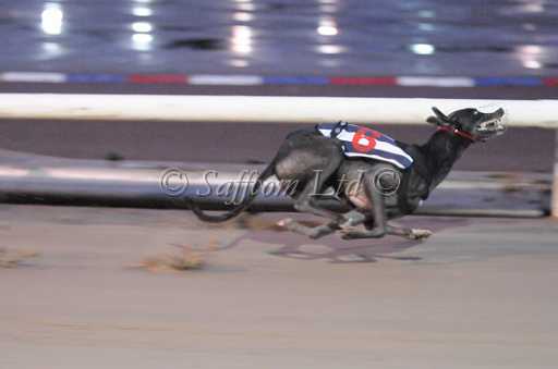 dogs23aug_0177.jpg