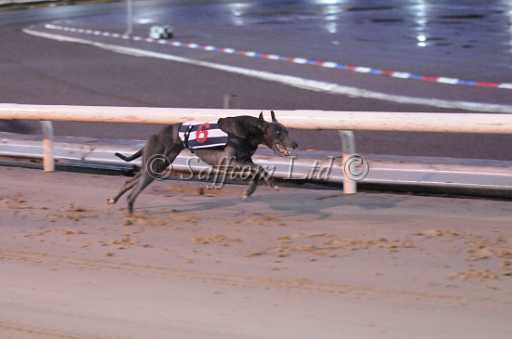 dogs23aug_0183.jpg