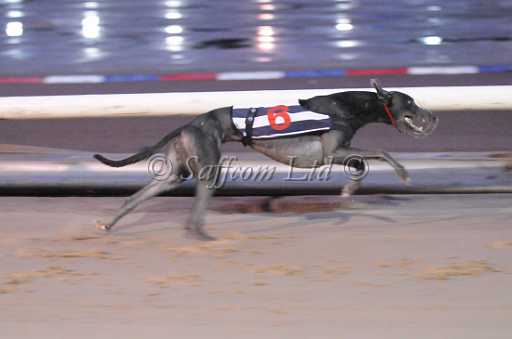 dogs23aug_0185.jpg