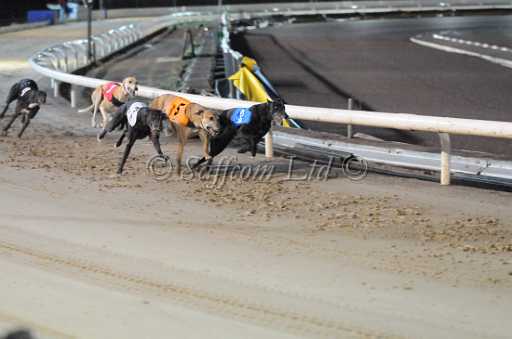 dogs23aug_0196.jpg