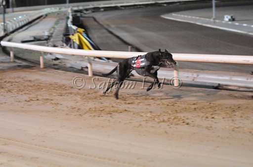 dogs23aug_0214.jpg