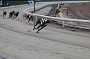 dogs23aug_0001