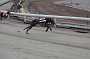 dogs23aug_0002