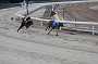 dogs23aug_0007