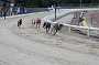 dogs23aug_0013