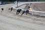 dogs23aug_0014