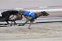 dogs23aug_0019