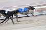 dogs23aug_0020