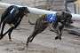 dogs23aug_0022