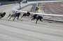 dogs23aug_0023