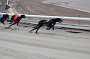 dogs23aug_0024