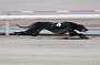 dogs23aug_0026