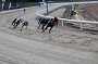 dogs23aug_0029