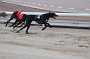 dogs23aug_0032